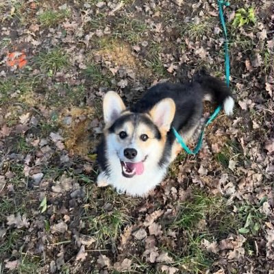 Ako, chien gardé en forfait de visites à la journée par Melo&Co