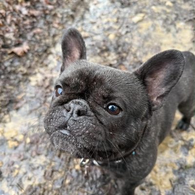 Charlie, bouledogue français accompagné en balade par Melo&Co