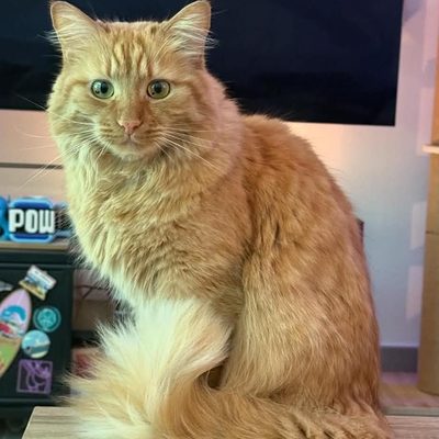 Roucky, chat roux accompagné par Melo&Co, pet sitter à Aix-les-Bains