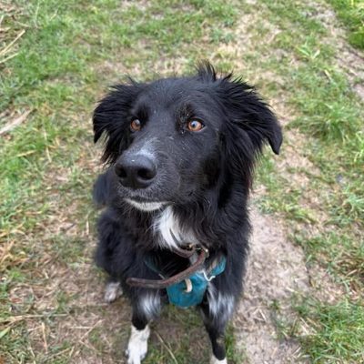 Ubac, chien noir accompagné en balade par Melo&Co